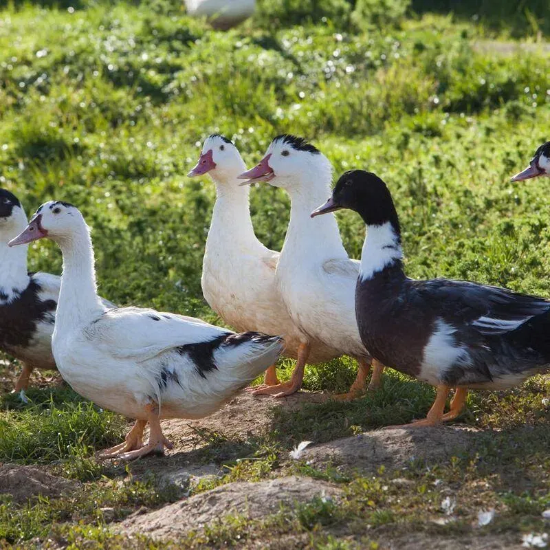 Éleveur foie gras à Belpech